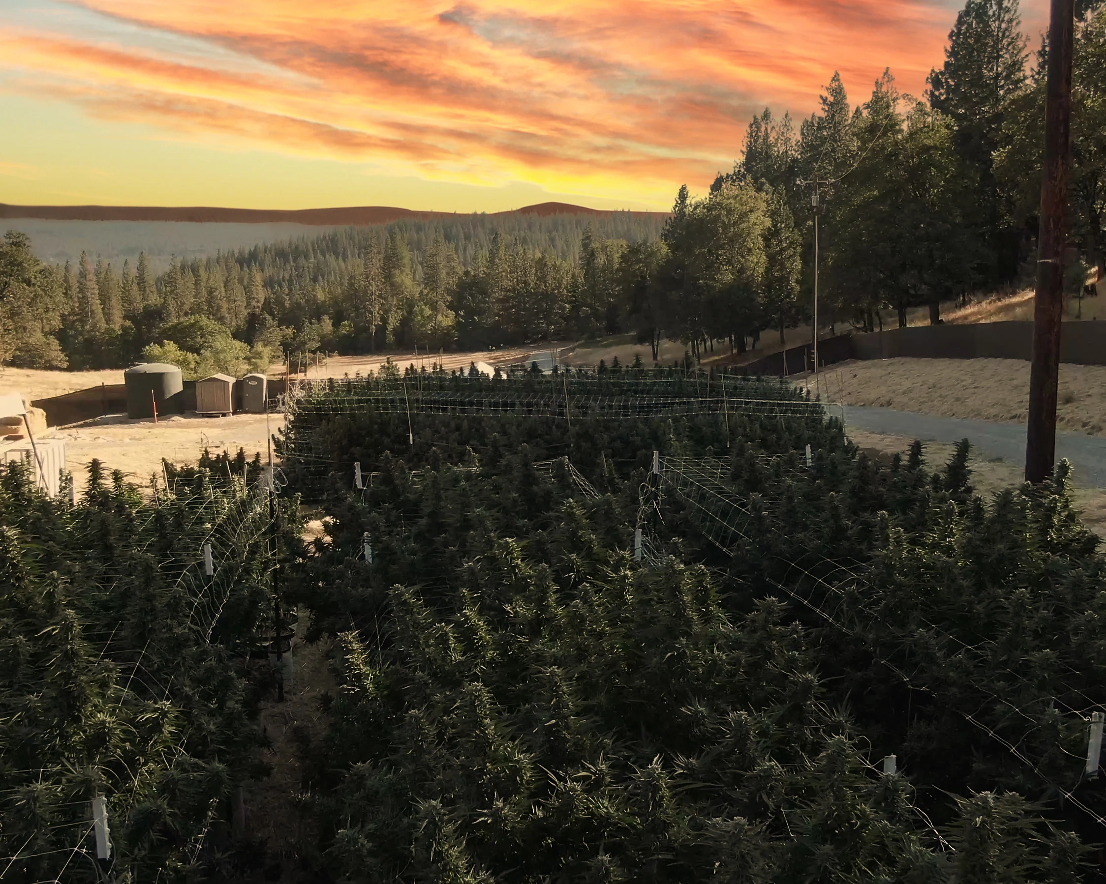 Cannabis plants grown in living soil under sunset at 3100 ft elevation in Sierra Nevada Foothills