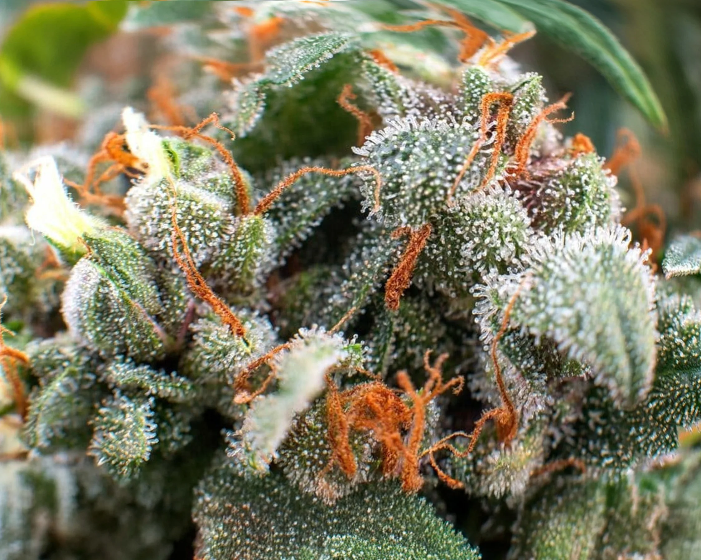 Close-up of frosty cannabis buds from exclusive in-house pheno collection